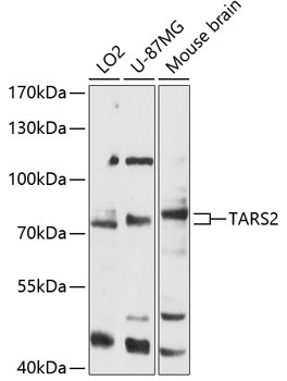 TARS2 Antibody