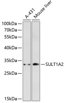 SULT1A2 Antibody