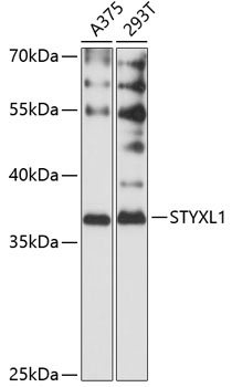 STYXL1 Antibody