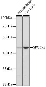 SPOCK3 Antibody