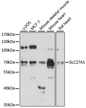 SLC27A1 Antibody