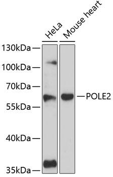 POLE2 Antibody