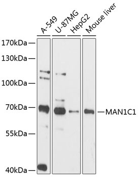 MAN1C1 Antibody