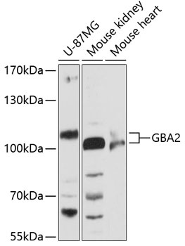 GBA2 Antibody