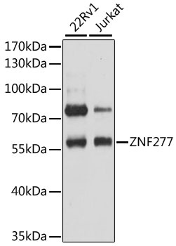 ZNF277 Antibody