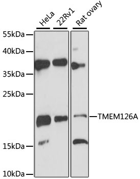 TMEM126A Antibody