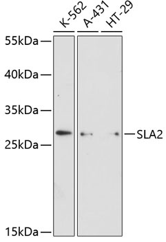 SLA2 Antibody