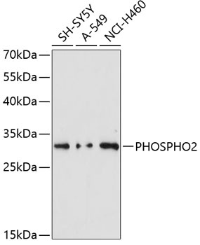 PHOSPHO2 Antibody