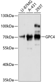 GPC4 Antibody