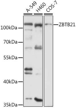 ZBTB21 Antibody