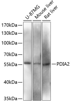 PDIA2 Antibody