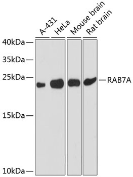 RAB7A Antibody