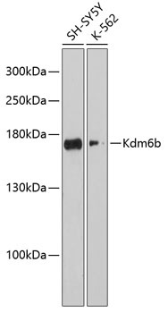 Kdm6b Antibody