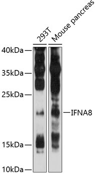 IFNA8 Antibody