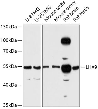 LHX9 Antibody