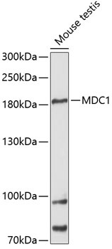 MDC1 Antibody