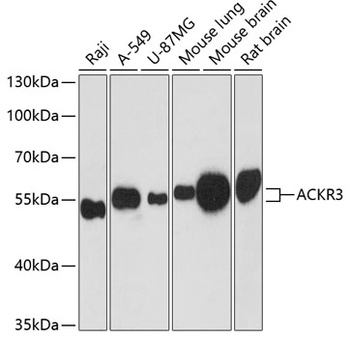 ACKR3 Antibody