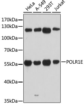 POLR1E Antibody