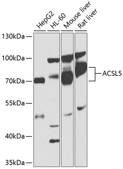 ACSL5 Antibody