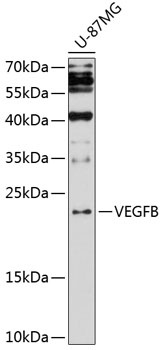 VEGFB Antibody