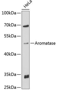 CYP19A1 Antibody