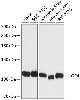 LGR4 Antibody