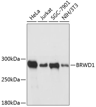 BRWD1 Antibody