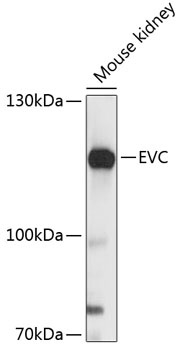 EVC Antibody