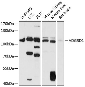 ADGRD1 Antibody