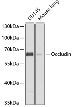 OCLN Antibody