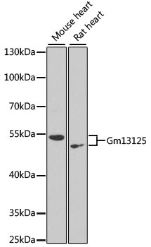 Gm13125 Antibody