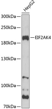 EIF2AK4 Antibody