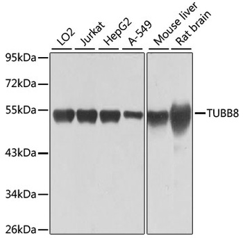 TUBB8 Antibody