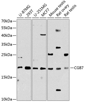 CGB7 Antibody