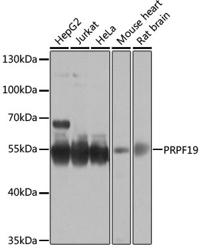 PRPF19 Antibody