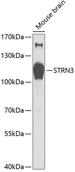 STRN3 Antibody