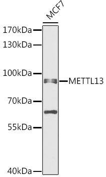 METTL13 Antibody