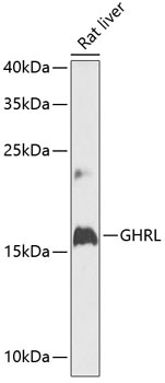 GHRL Antibody