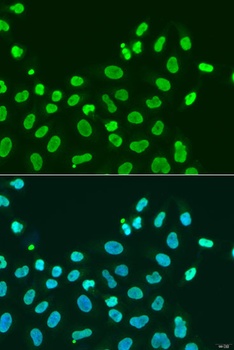 CBX5 Antibody