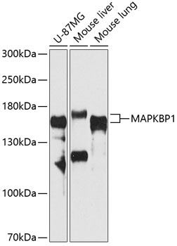 MAPKBP1 Antibody