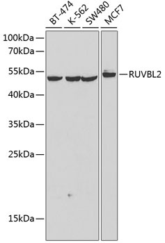 RUVBL2 Antibody