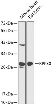 RPP30 Antibody