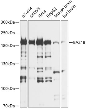 BAZ1B Antibody