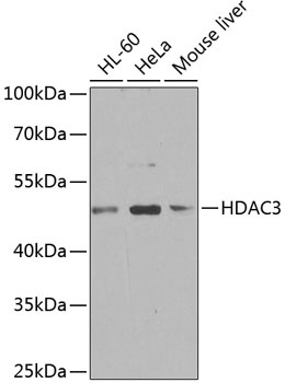 HDAC3 Antibody