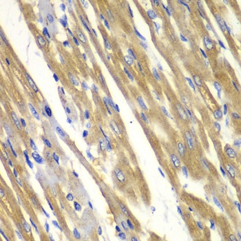 TYR Antibody