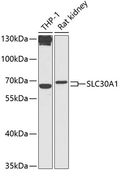 SLC30A1 Antibody