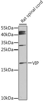 VIP Antibody