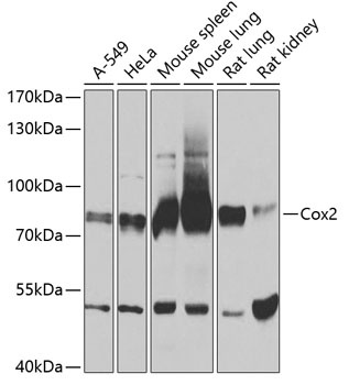 Cox2 Antibody