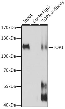 TOP1 Antibody
