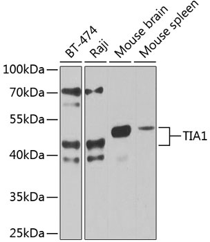 TIA1 Antibody